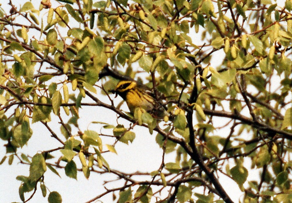 Warbler, Townsends 1 B02P46I02b.jpg - Townsend's Warbler, Alaska